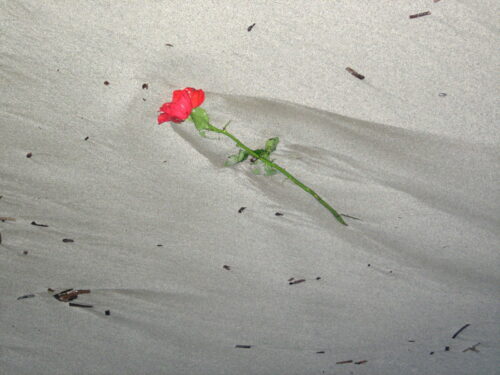 Eine Rose liegt am Sandstrand neben Treibholz, es sind noch Schlieren von zurück fließendem Wasser zu sehen.